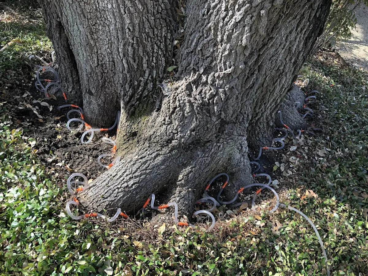 Detailed Tree Cabling and Bracing job site in Stony Brook