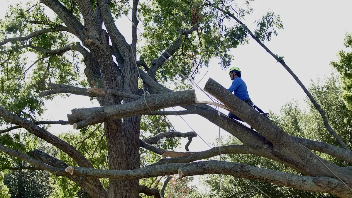 Professional Crown Thinning performed by certified arborists in Stony Brook