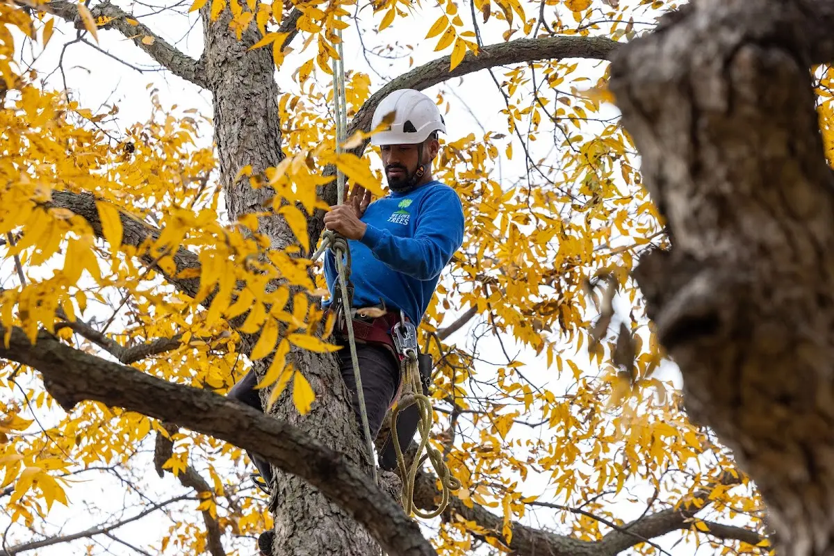 Skilled Tree Transplanting crew working in Stony Brook