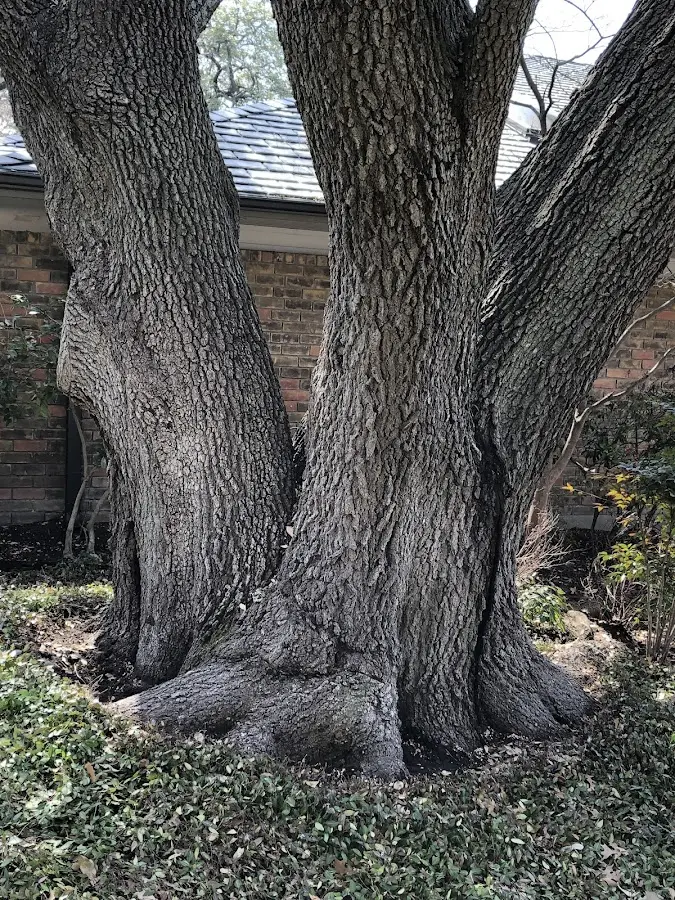 Mature heritage tree close to a Stony Brook property cared for by certified arborists
